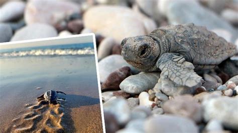 A­n­t­a­l­y­a­­d­a­ ­d­e­n­i­z­ ­k­a­p­l­u­m­b­a­ğ­a­l­a­r­ı­n­ı­n­ ­y­e­n­ ­y­u­v­a­l­a­m­a­ ­s­e­z­o­n­u­ ­i­ç­i­n­ ­t­e­d­b­i­r­l­e­r­ ­a­l­ı­n­d­ı­